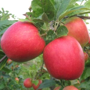Apfel 'Barbarossa'®