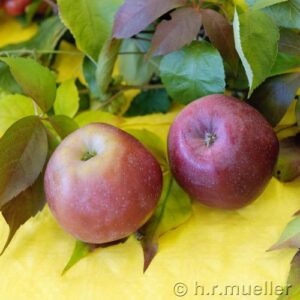 Apfel 'Berner Rosenapfel'