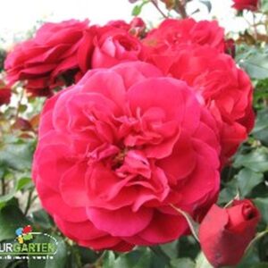 Beetrose 'Rouge Meilove'® ADR