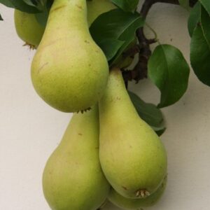 Säulenbirne 'Concorde'®