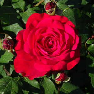 Edelrose 'Störtebecker'®