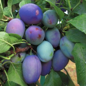 Zwergpflaume 'Blue Dust'&reg;