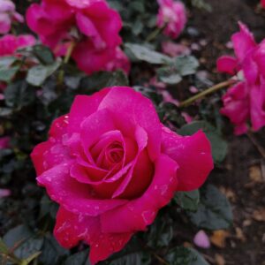 Edelrose 'Eudora'®