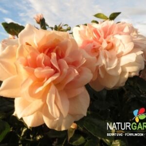 Beetrose 'Garden of Roses'® ADR - Rose