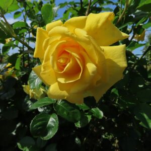 Kletterrose 'Gardeners Glory'