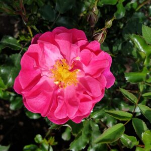 Bodendeckerrose 'Hotline'®