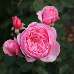 Kletterrose 'Kiss Me Kate'®