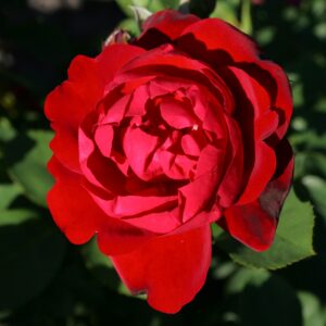 Rose 'Lilli Marleen'®