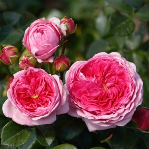 Edelrose 'Modern Art'®
