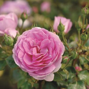 Kletterrose 'Ozeana'®