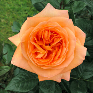 Edelrose 'Pierre Bonte'®