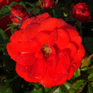 Rose 'Remembrance'®