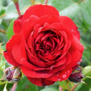 Kletterrose 'Jive Courtyard'®