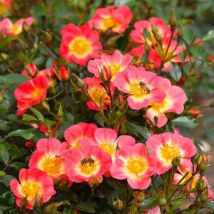 Kleinstrauchrose 'Bienenweide Bicolor'®