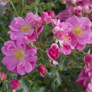 Kleinstrauchrose 'Bienenweide Rosa'®