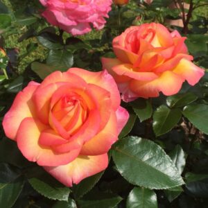 Edelrose 'Roberto Alagna'