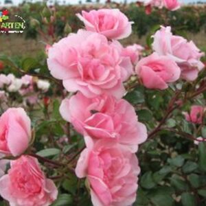 Rose 'Sch&ouml;ne Dortmunderin'&reg;  ADR - Rose