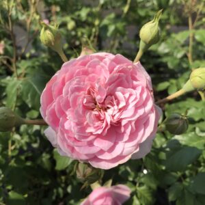 Kletterrose 'Sweet Candy'®