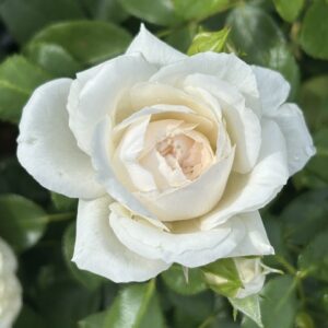 Edelrose 'Sweet Romanza'®
