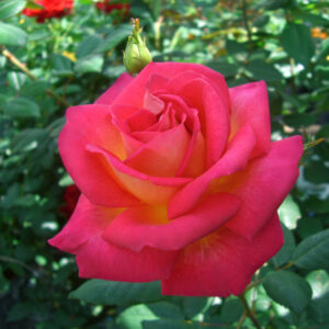 Edelrose 'Yvette Horner'&reg;