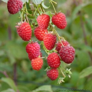 Himbeere 'Schönemann'